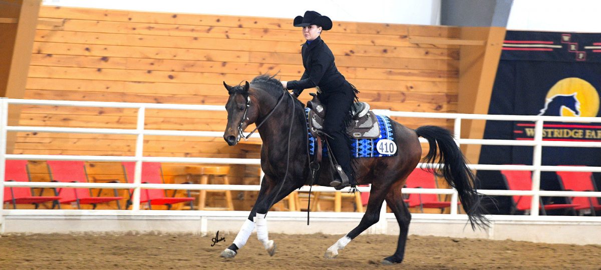 Minnesota Arabian Horse Association (MAHA) Home Minnesota Arabian